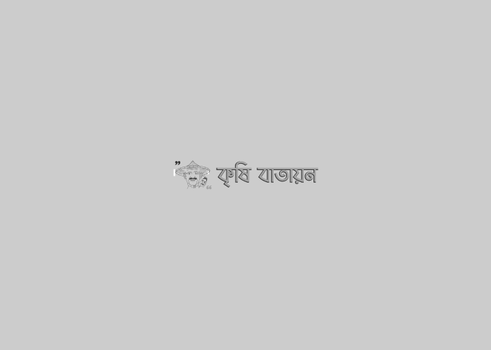 বাজারে উঠেছে নতুন পেঁয়াজ পাতা