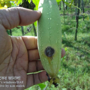 ধুন্দলের ফলের মাছি পোকা